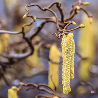 haselpollen-500x500px